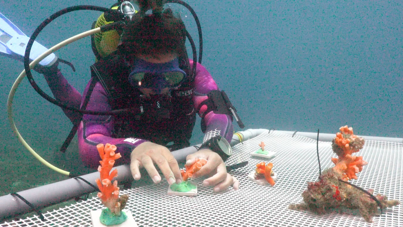 Fotos: Limpieza de los fondos marinos de Málaga para conservar los corales