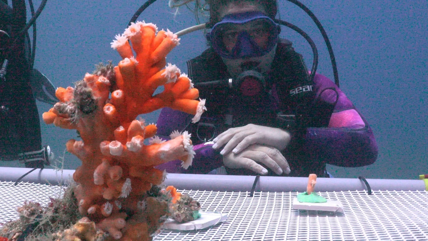 Fotos: Limpieza de los fondos marinos de Málaga para conservar los corales