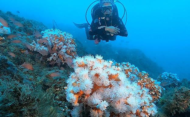Macizo de corales en las profundidades del litoral malagueño. 