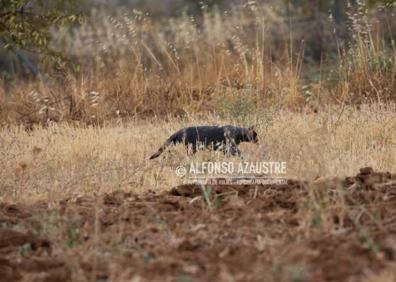 Imagen secundaria 1 - Las fotografías del gato que quería ser pantera en Granada