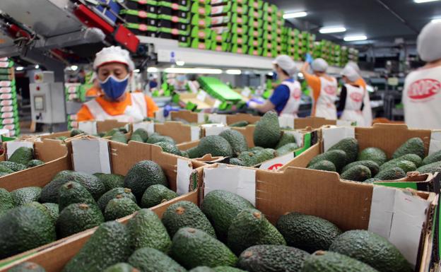 Trabajadores en la planta de envasado de Trops. 