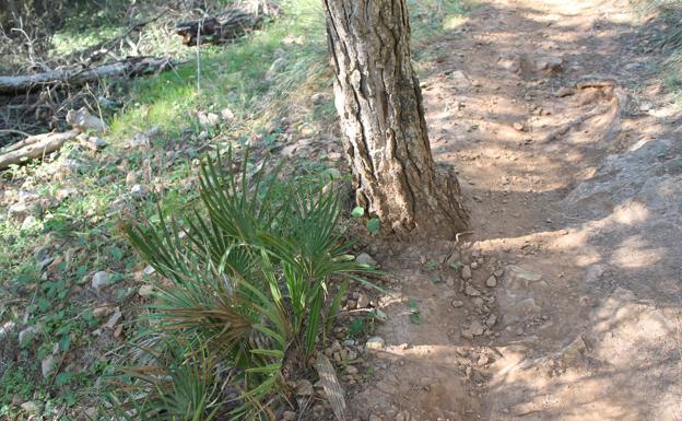 El palmito convive con el pinar en esta zona de la sierra.