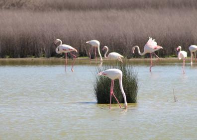 Imagen secundaria 1 - Arriba, cartel indicativo de la ruta. Abajo, flamencos rosa en la reserva natural de la laguna de Fuente de Piedra, y, a la derecha, Iglesia de Nuestra Señora de las Virtudes.