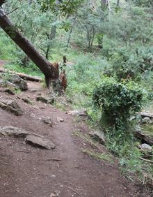 Imagen secundaria 2 - Arriba, el recorrido discurre casi en su totalidad por caminos estrechos. Abajo, en los primeros metros se pueden ver pequeños saltos de agua, y a la derecha, aunque el camino tiene poco desnivel, hay tramos de cierta dificultad.