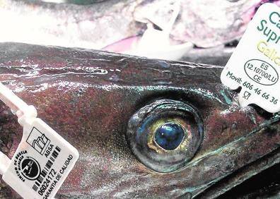Imagen secundaria 1 - ARriba, en fritura, una de las técnicas culinarias mejores y más seguras para disfrutar de la delicadeza y jugosidad de este pescado. Sobre estas líneas, merluza 'de pincho' Se llama así a la merluza proveniente de pesca con anzuelo, sea con caña o con el arte de palangre de fondo. Suele estar certificada para evitar estafas. En la última foto, Merluza 'negra'. Se llama así, para distinguirlas de la europea, a las subespecies que se pescan en aguas de África Occidental y entran en las lonjas andaluzas. Aparte del aspecto y precio inferior, suelen llegar al mercado evisceradas y a veces sin cabeza.
