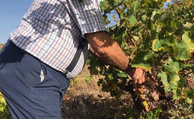 Recogida de las uvas que serán objeto de la bendición este sábado en la iglesia de la Aurora y Divina Providencia. 