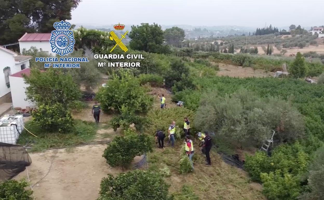 Imagen de la última plantación de marihuana desmantelada en Málaga por la Policía Nacional y la Guardia Civil, en Alhaurín el Grande. 