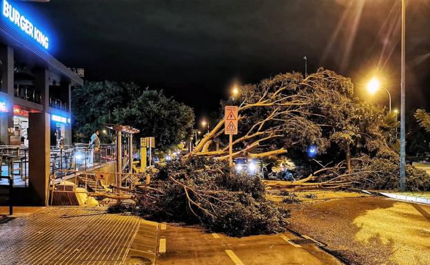 Imagen del árbol caído. 