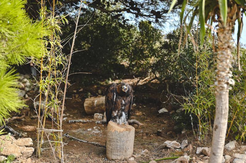 Este refugio acoge a casi 160 ejemplares de todo el mundo. 