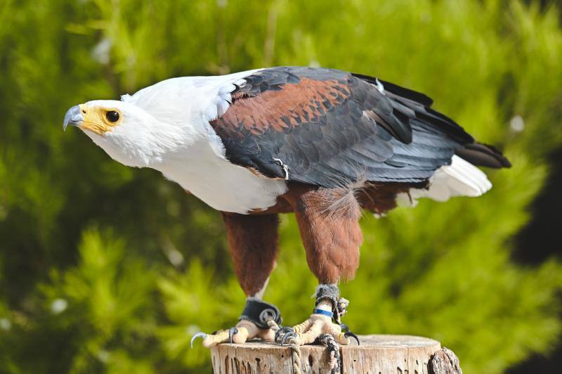 Este refugio acoge a casi 160 ejemplares de todo el mundo. 
