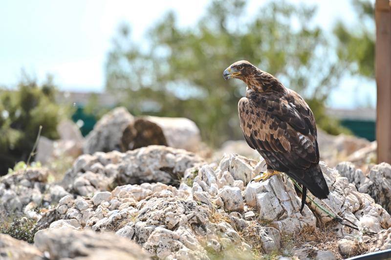 Este refugio acoge a casi 160 ejemplares de todo el mundo. 