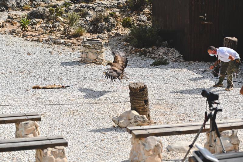 Este refugio acoge a casi 160 ejemplares de todo el mundo. 