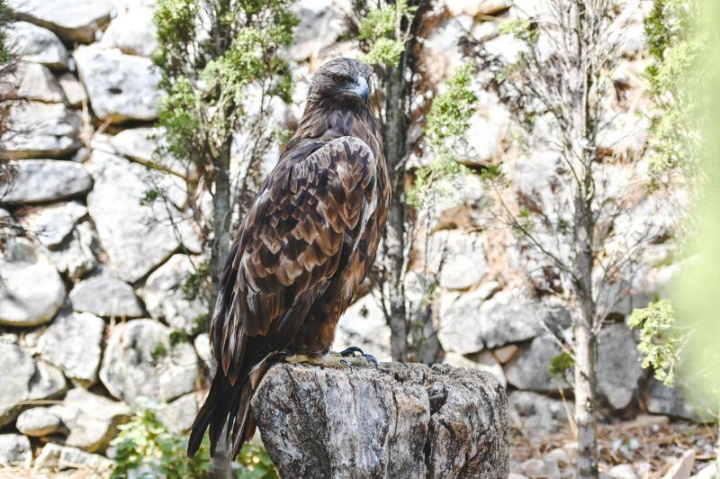 Este refugio acoge a casi 160 ejemplares de todo el mundo. 