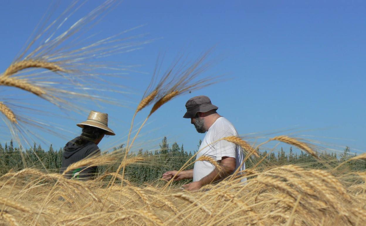 Los hermanos Corres destacan lacalidad de los cereales cultivados en la comarca de Antequera