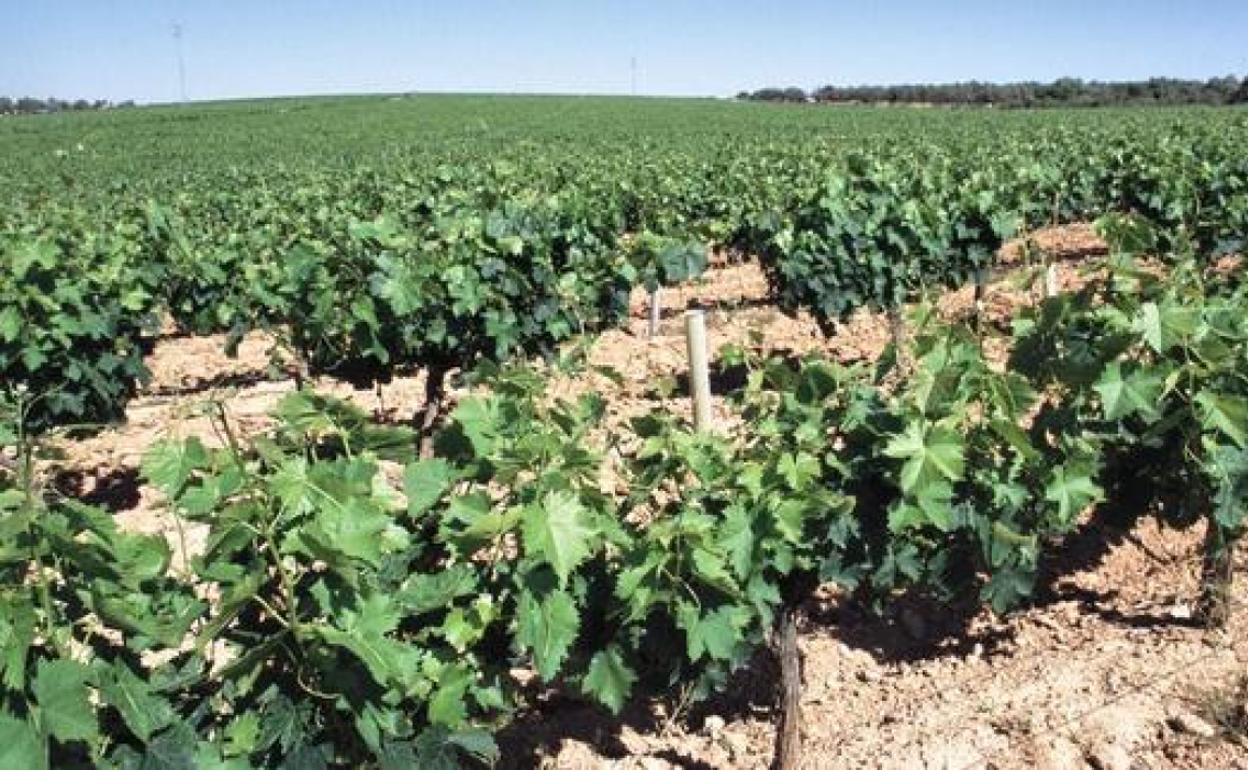 Cultivar viña es más costoso en Galicia y menos en la comunidad de Extremadura