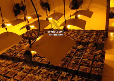 Imagen secundaria 1 - Nuevo golpe al cultivo de marihuana en Málaga: 17 detenidos y 2.000 plantas intervenidas en varios municipios