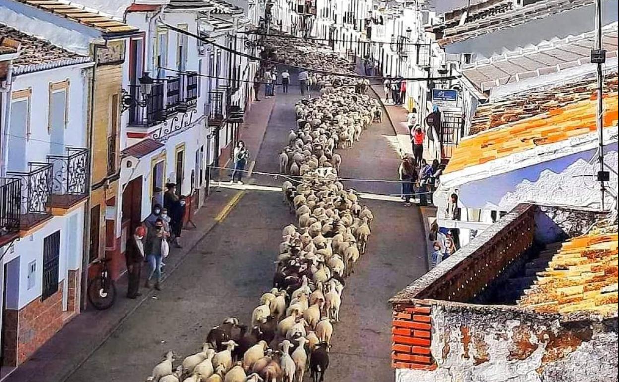 Paso del gran rebaño. 