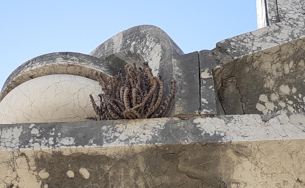 Ejemplar de helecho de la Resurrección sobre un mausoleo del cementerio de San Miguel. 