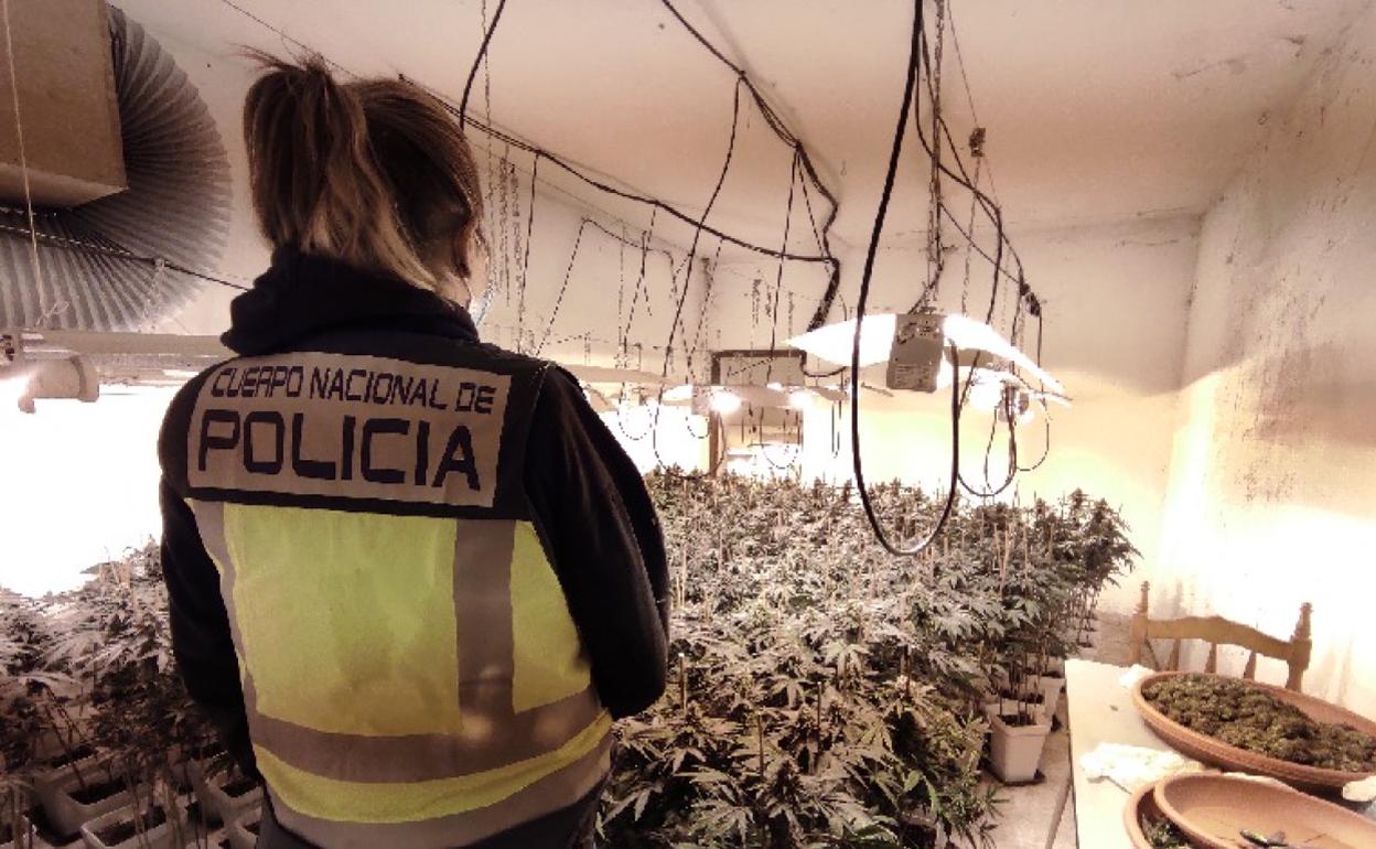 Interior de la plantación desmantelada por la Policía Nacional en los Montes de Málaga