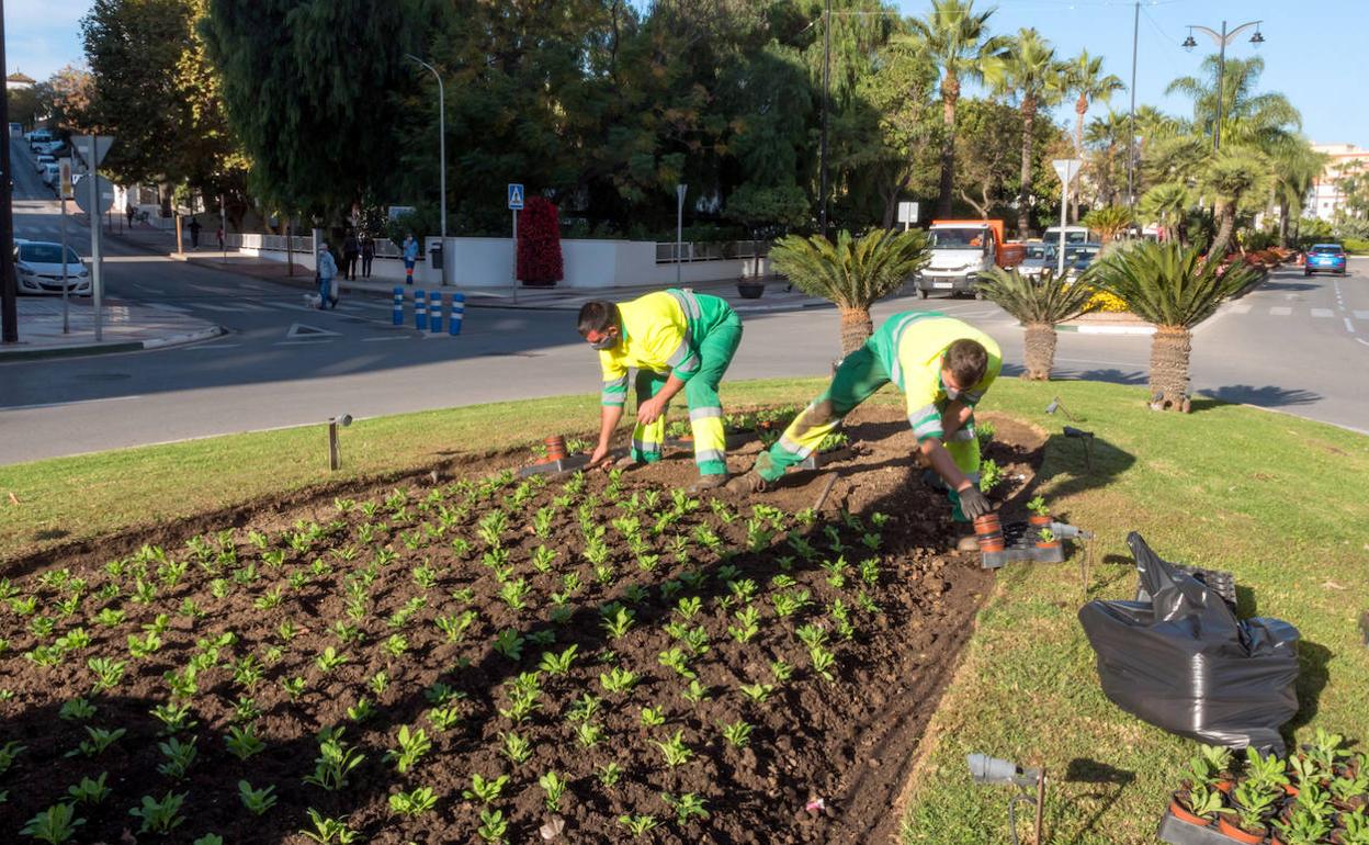 Operarios municipales colocan los nuevos ejemplares de plantas en una de las principales avenidas del municipio. 