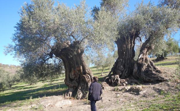 El olivo milenario del Arroyo Carnicero es uno de los árboles más longevos de Málaga