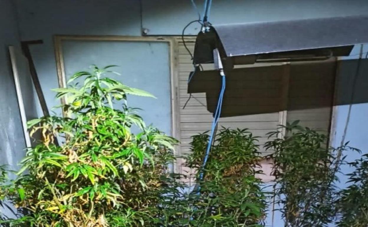 Interior de la habitación en la que había una plantación de marihuana .