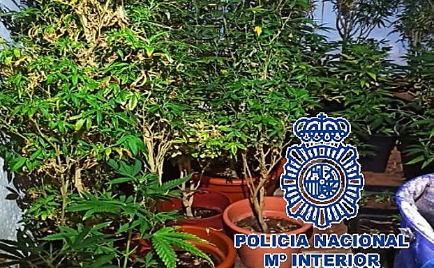 Unas llaves encontradas en una casa donde se cultivaba marihuana lleva a desmantelar otra plantación en Marbella