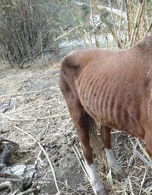 Imagen secundaria 2 - Arriba, Ulises, un niño de tres años de Rincón de la Victoria que ayudó al rescate de un caballo; abajo a la izquierda, un burro recuperado en Torrox, y a la derecha, un caballo con desnutrición rescatado en Vélez-Málaga. 