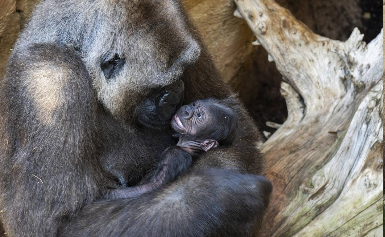 Nace en Bioparc Fuengirola el primer bebé gorila de Andalucía