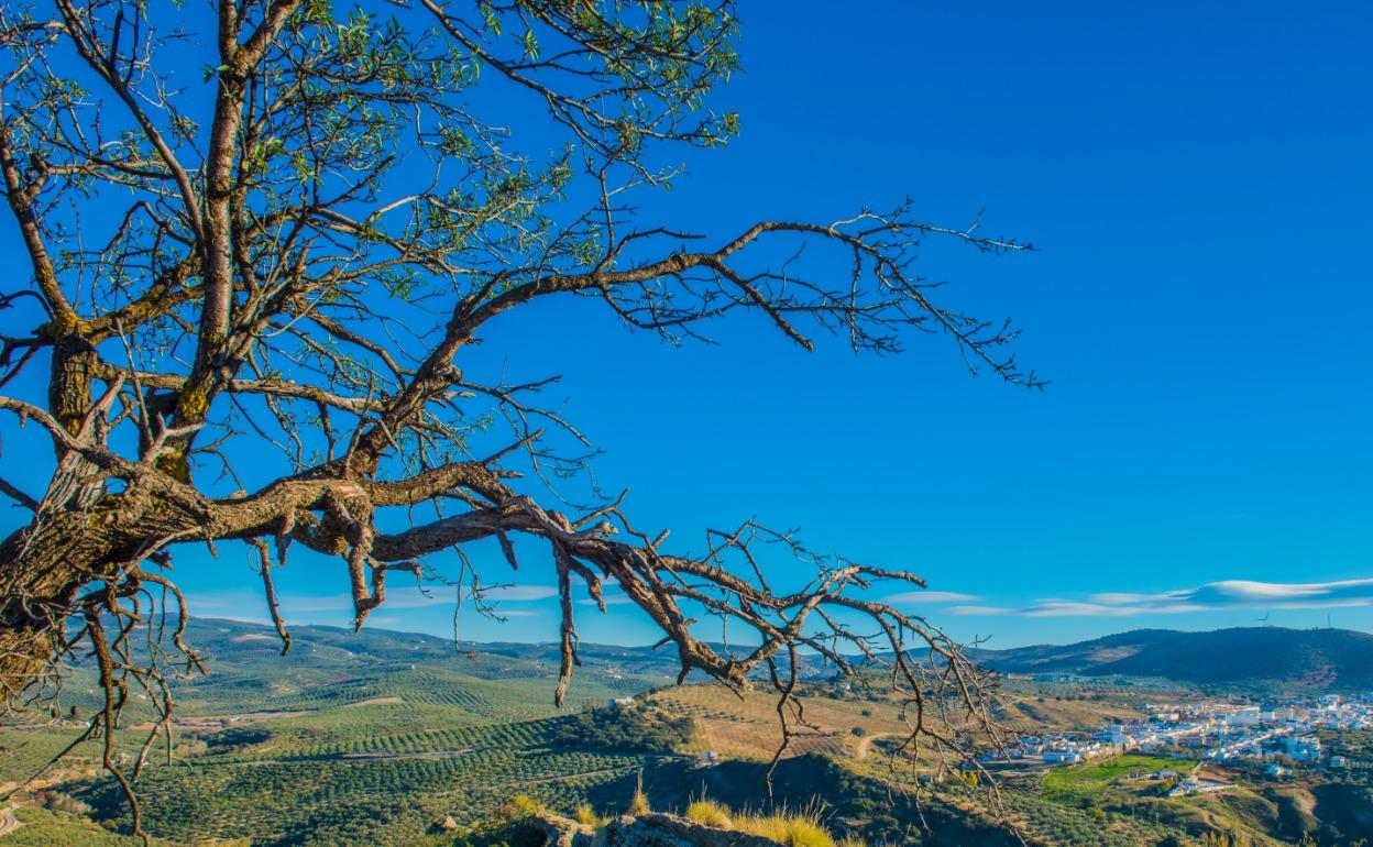 Vista de Villanueva de Algaidas.