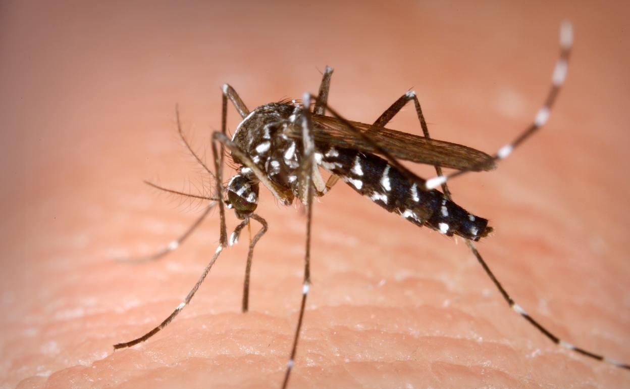 El mosquito tigre es la más molesta para los ciudadanos de todas las especies invasoras en Málaga. 
