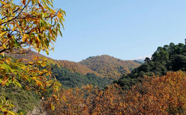 Galería. El Bosque de Cobre, en imágenes. 