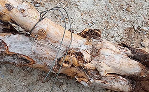 Imagen del tronco de pino con el lazo en el que cayó el ejemplar de joven macho montés. 