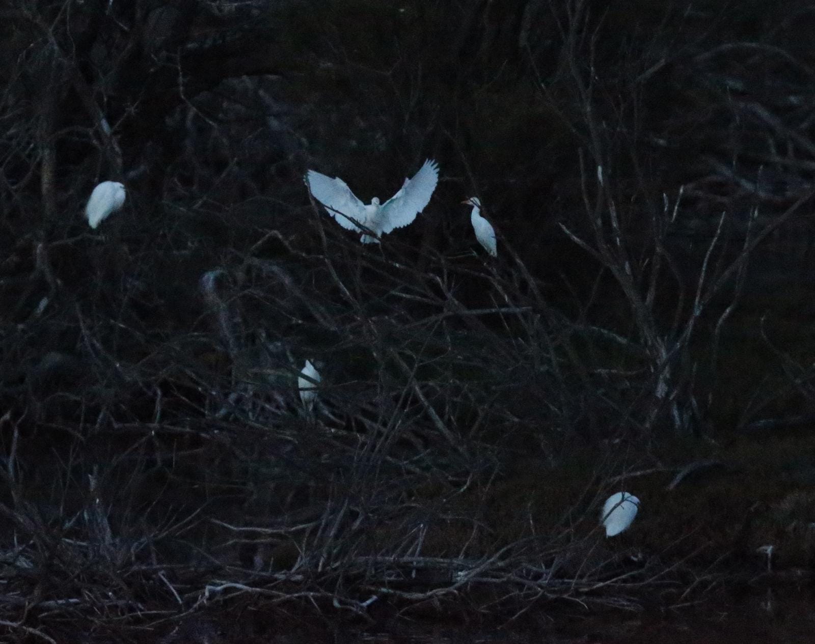 El última eclipse lunar del año convierte al paraje natural en el escenario de un embriagador juego de luces. En ningún otro punto de Europa se pueden ver tantas especies de aves en un espacio tan reducido