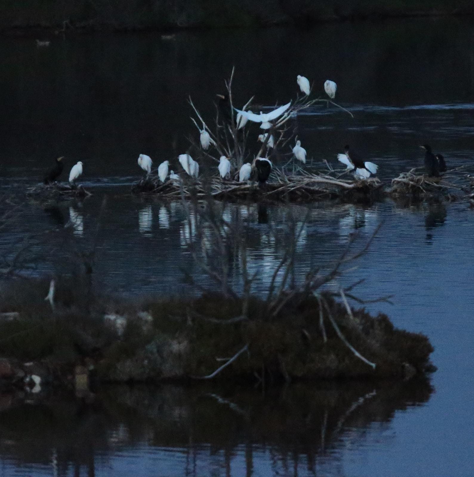 El última eclipse lunar del año convierte al paraje natural en el escenario de un embriagador juego de luces. En ningún otro punto de Europa se pueden ver tantas especies de aves en un espacio tan reducido