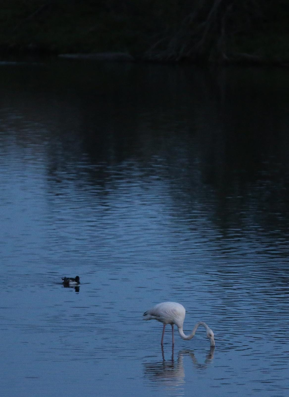 El última eclipse lunar del año convierte al paraje natural en el escenario de un embriagador juego de luces. En ningún otro punto de Europa se pueden ver tantas especies de aves en un espacio tan reducido