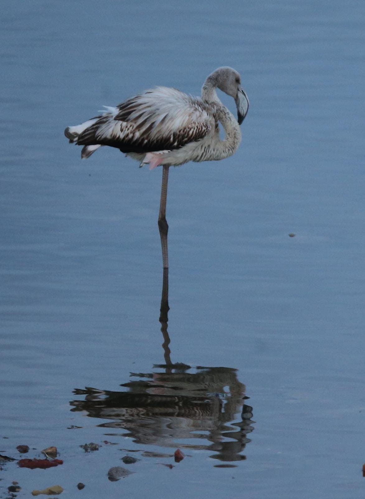 El última eclipse lunar del año convierte al paraje natural en el escenario de un embriagador juego de luces. En ningún otro punto de Europa se pueden ver tantas especies de aves en un espacio tan reducido