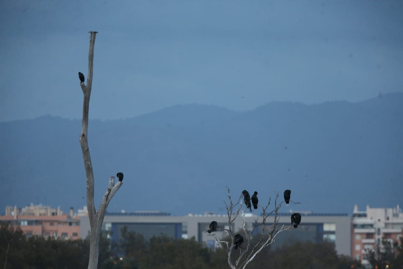 El última eclipse lunar del año convierte al paraje natural en el escenario de un embriagador juego de luces. En ningún otro punto de Europa se pueden ver tantas especies de aves en un espacio tan reducido