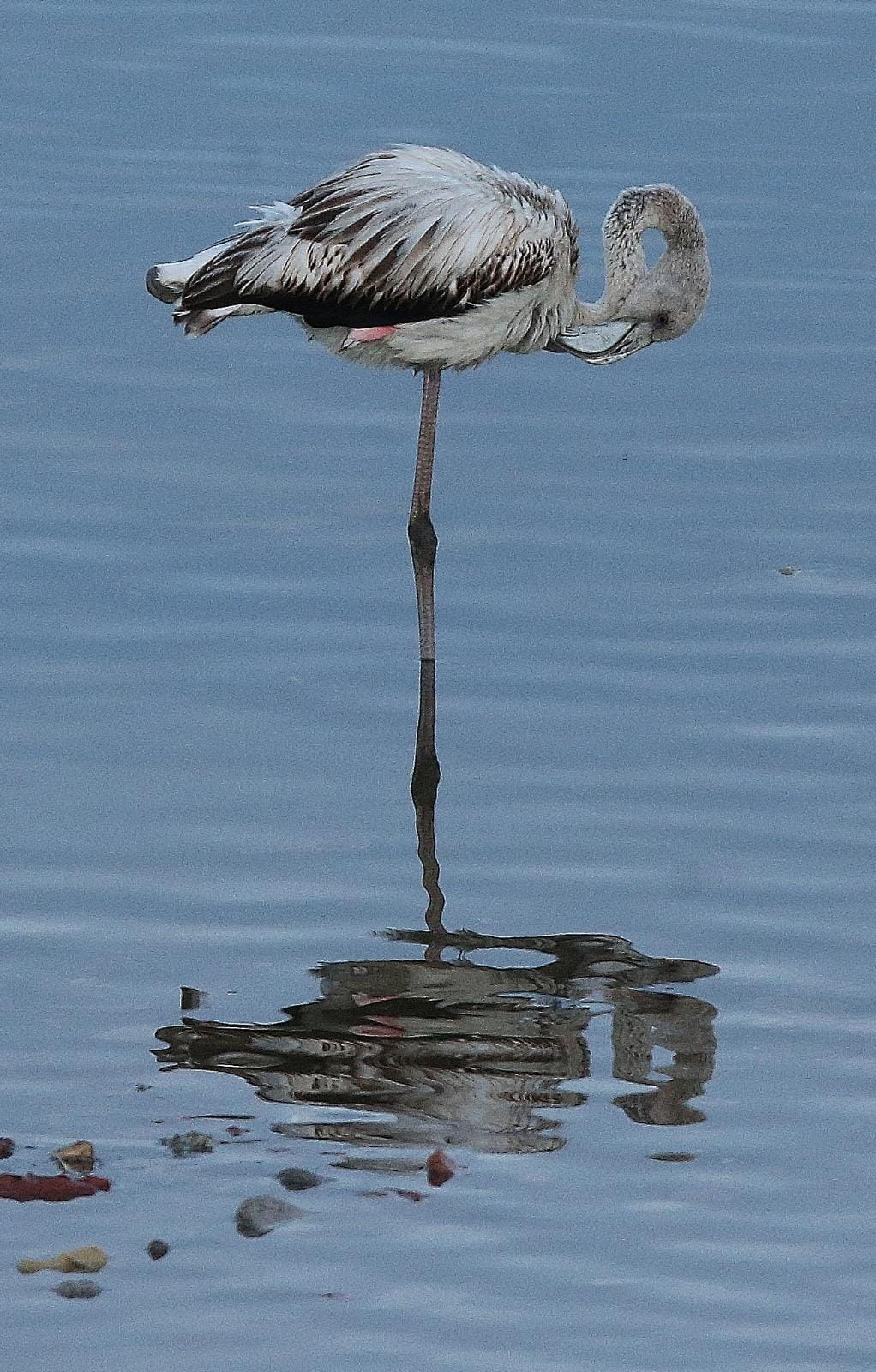 El última eclipse lunar del año convierte al paraje natural en el escenario de un embriagador juego de luces. En ningún otro punto de Europa se pueden ver tantas especies de aves en un espacio tan reducido