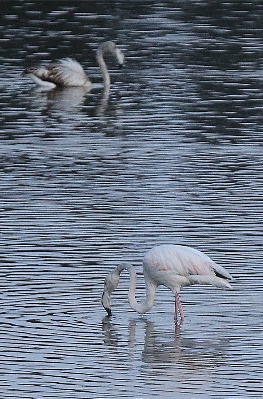 El última eclipse lunar del año convierte al paraje natural en el escenario de un embriagador juego de luces. En ningún otro punto de Europa se pueden ver tantas especies de aves en un espacio tan reducido