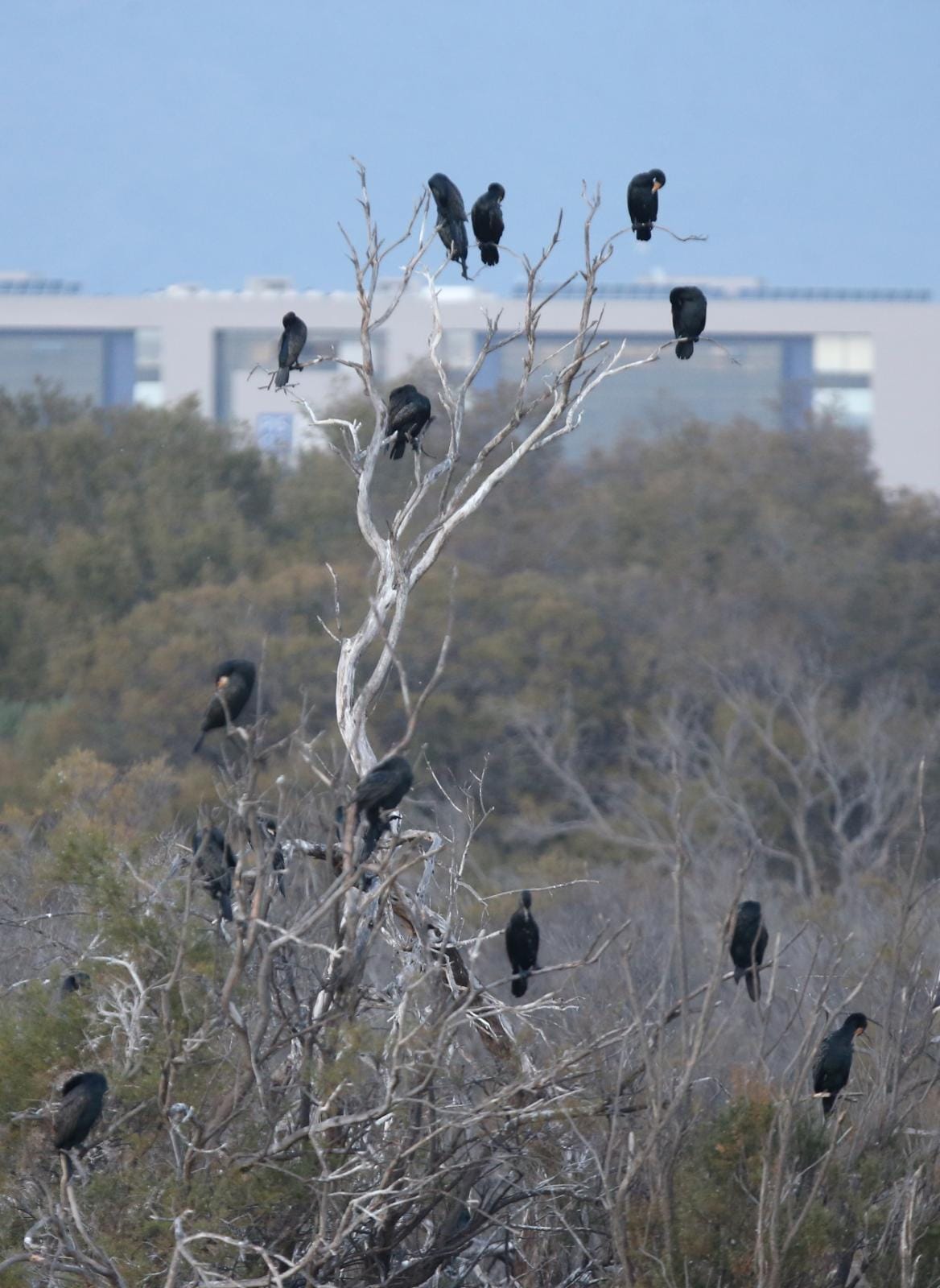 El última eclipse lunar del año convierte al paraje natural en el escenario de un embriagador juego de luces. En ningún otro punto de Europa se pueden ver tantas especies de aves en un espacio tan reducido