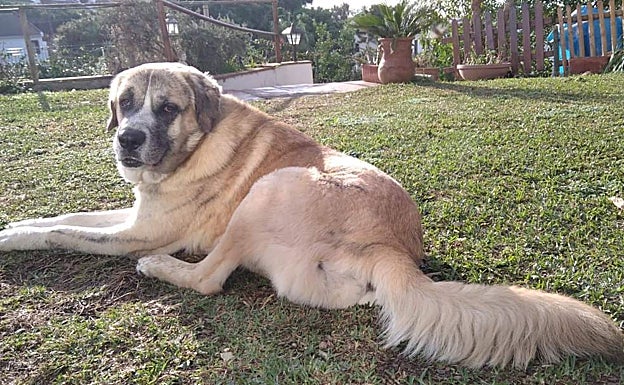 El perro pasa la mayor parte del tiempo descansando en el jardín. 