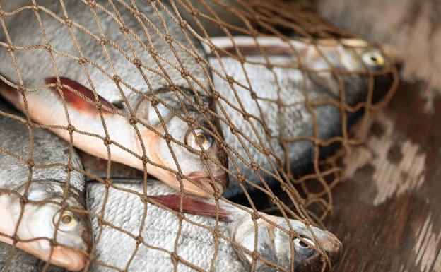 Proporcionar a los pescadores una fuente de ingresos alternativa podría ayudar a evitar la sobreexplotación pesquera. 