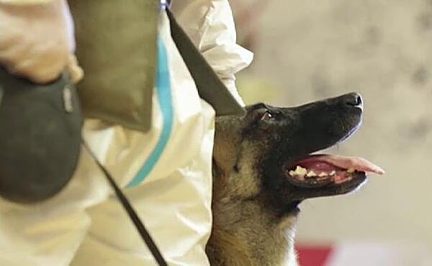 Fantasy, un test de cuatro patas