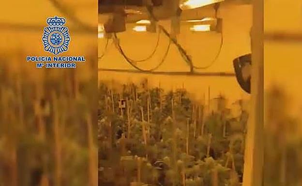 Intervienen 700 plantas de marihuana en un sótano de dos niveles en un inmueble en obras de Cártama