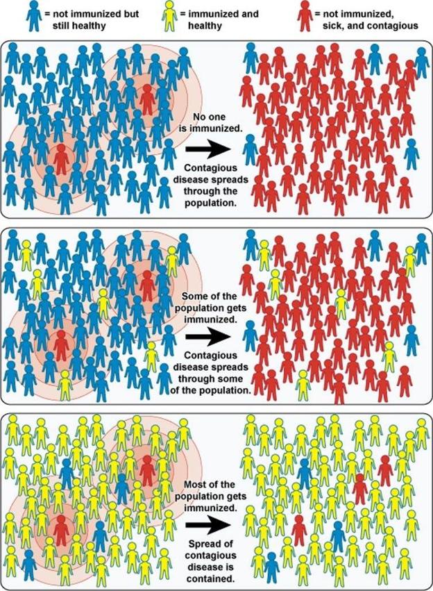 La imagen superior muestra un brote infeccioso en una comunidad mayoritariamente de personas sanas no inmunizadas (en azul). La infección se expande entre casi todos. La imagen central muestra la llegada de la infección en una población con algunas personas previamente inmunizadas (amarillo) que hacen de contención débil y finalmente la expansión es muy grande. Y en la imagen inferior se aprecia como cuando ya hay un número suficiente de personas inmunizadas, la infección se contiene en gran medida.