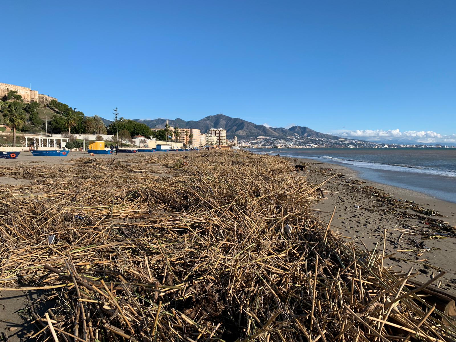 Cañas acumuladas en una playa de Fuengirola