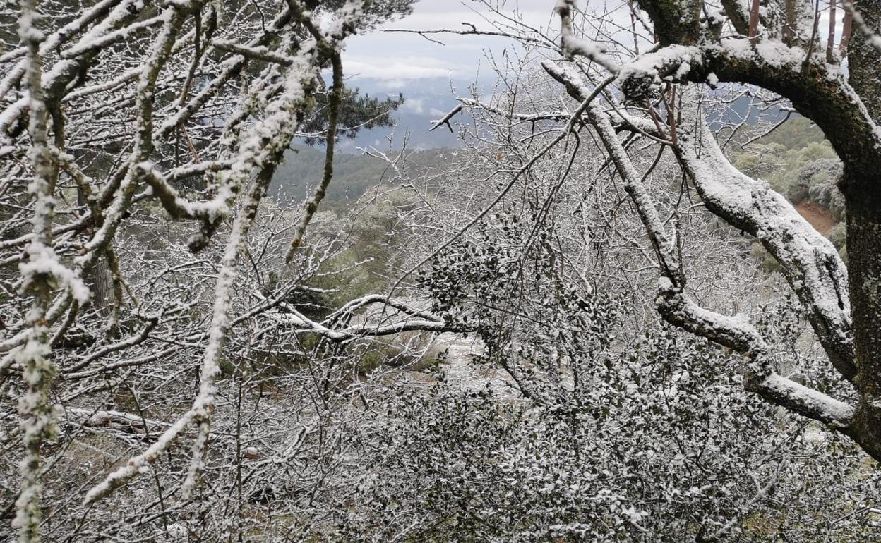 La nieve, en los Montes de Málaga 