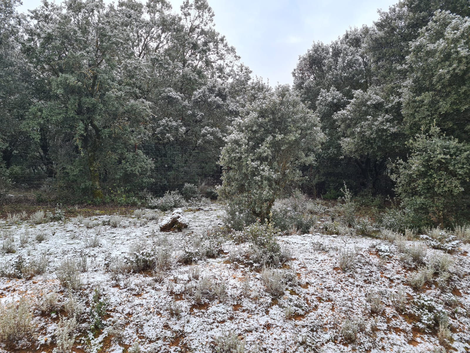 Nevada en la Sierra de las Nieves