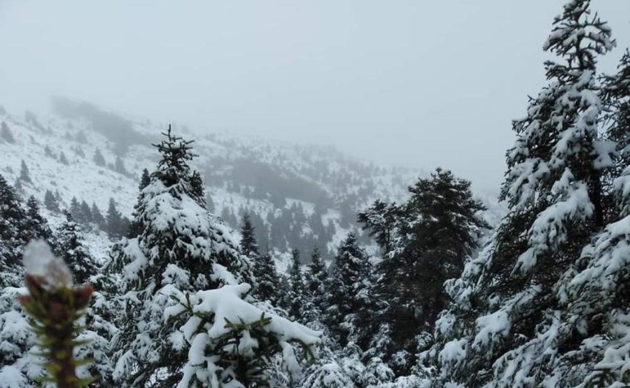 Manto blanco sobre los pinsapos de la Sierra de las Nieves. 